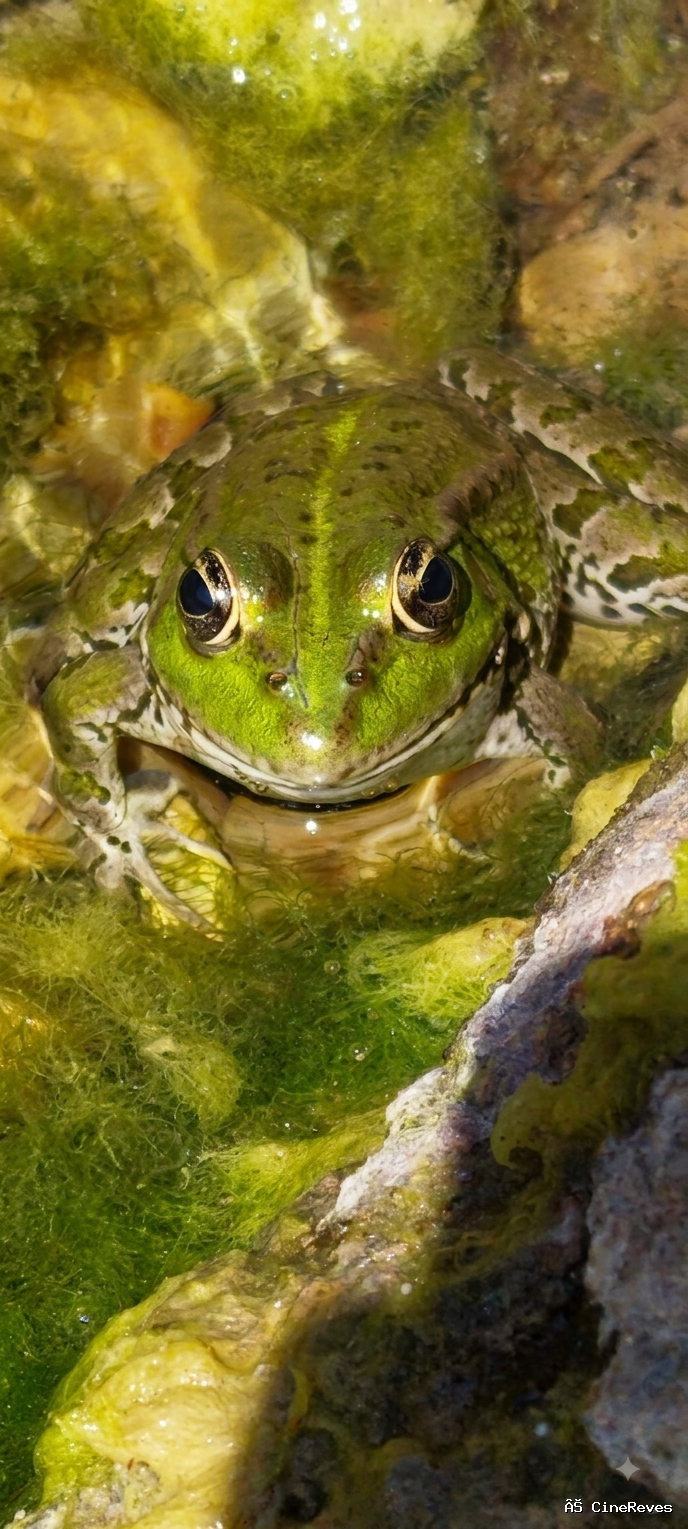 Pelophylax